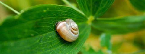 Snail on a leaf